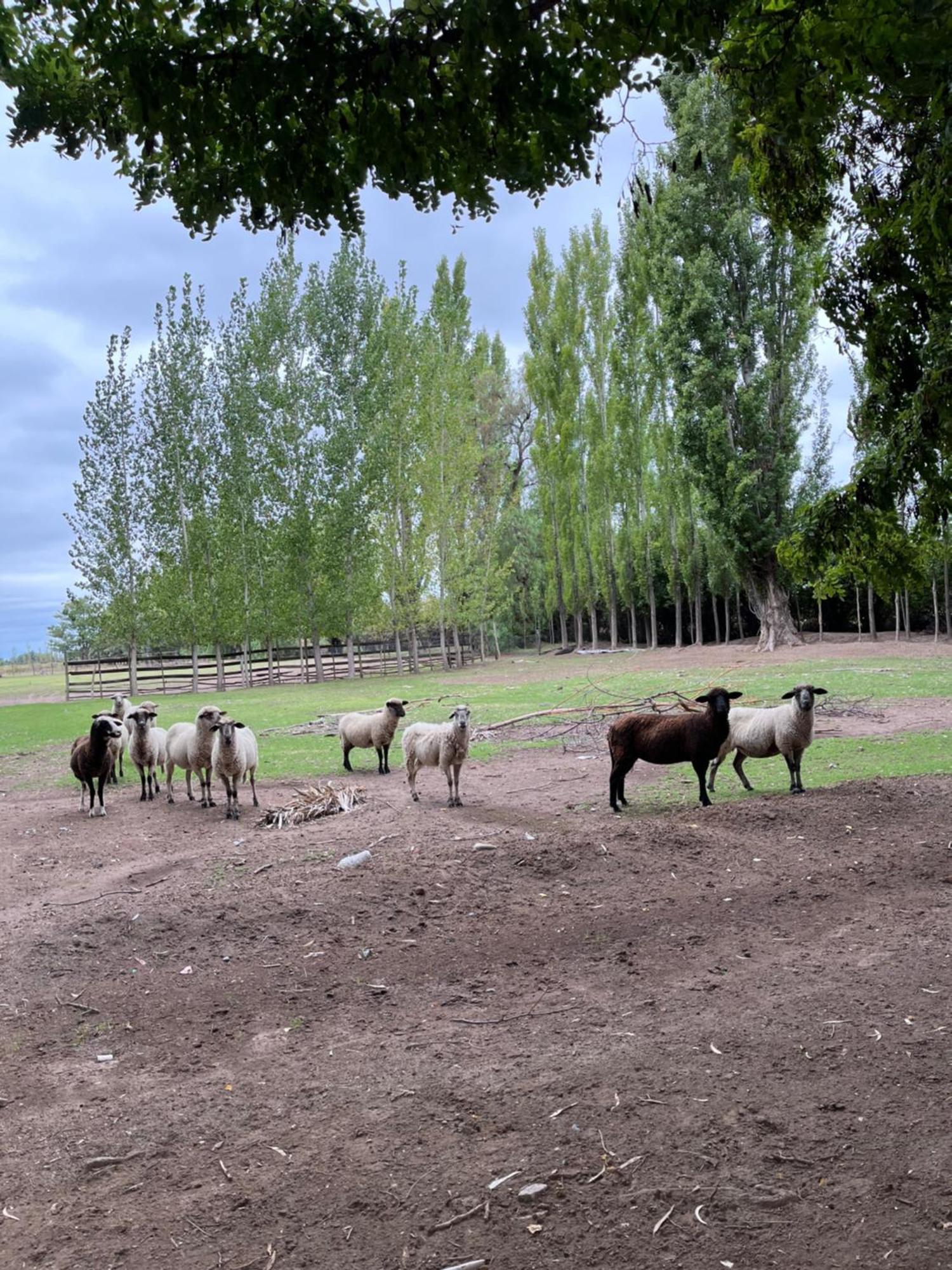 Finca La Calma 圣拉斐尔 外观 照片